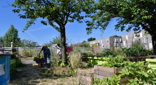 La Ferme urbaine du Trichon disposera d'un espace de 20m² où elle effectuera elle-même les différentes activités de production : semis, repiquage et arrosage sur les plantes cultivées aux serres.