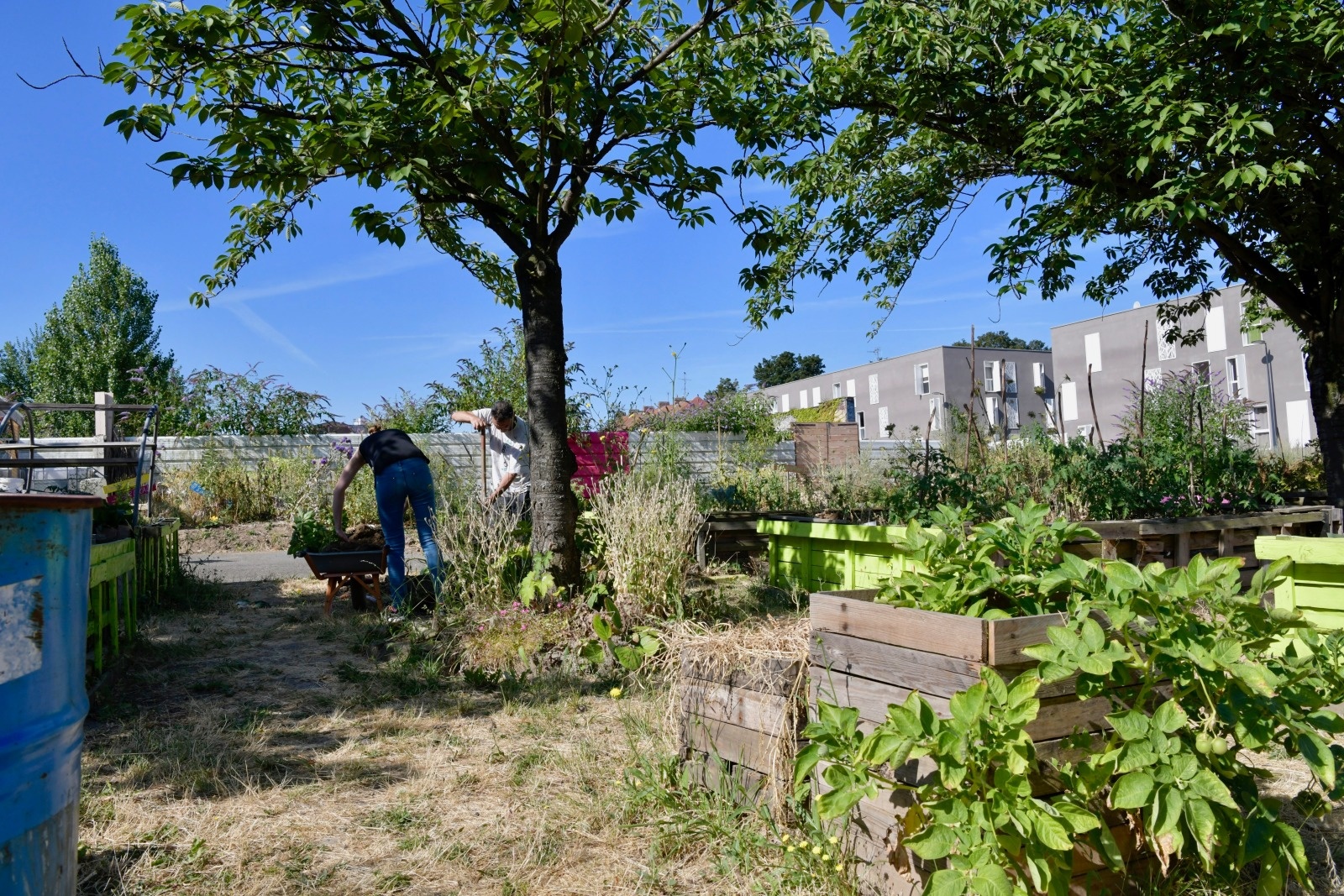 L’Agriculture urbaine au cœur de la ville nourricière