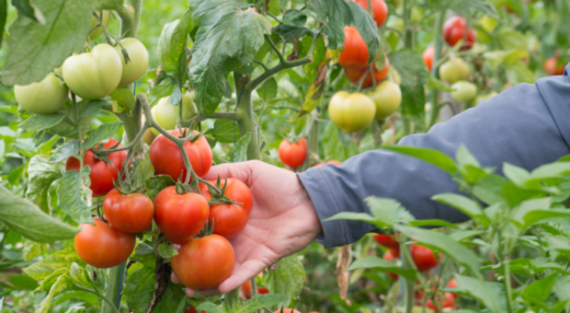 Récolte Tomates serres municipales Roubaix par le CCAS