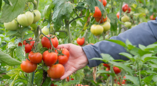 Récolte Tomates serres municipales Roubaix par le CCAS