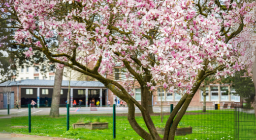 Cour école Arbre Roubaix