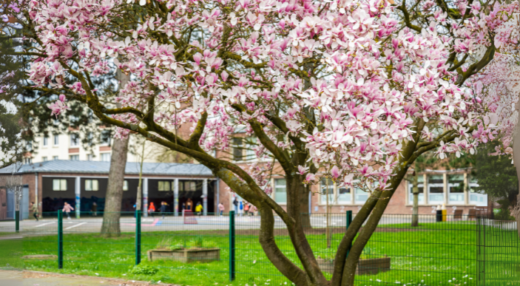 Cour école Arbre Roubaix